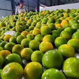 原产地果品推荐-云南冰糖橙