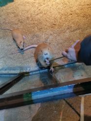 点击看大图 -酷嗒动物文化乐园(cutezoo西溪乐天城店)