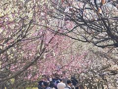 -香雪海