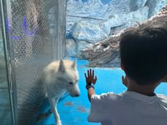 -泉城欧乐堡海洋极地世界