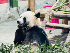 -栾川竹海野生动物园