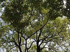 -上海滨江森林公园