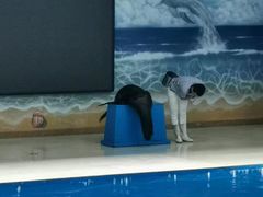 -锦艺城海洋馆