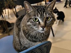 -平行世界·猫咖(首经贸店)