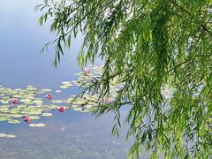 -白鹭湾湿地公园