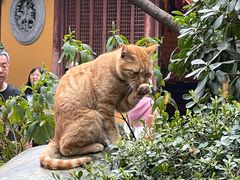 -龙华素斋(龙华路店)