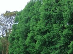 -中国科学院华南植物园