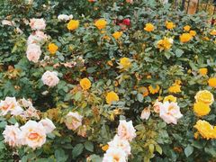 -人民公园(罗湖区)