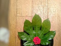 -丽江金茂隐逸酒店-凯悦臻选SPA