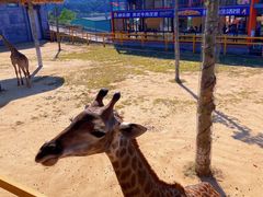 -西霞口神雕山野生动物世界