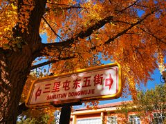 -三里屯东五街银杏大道