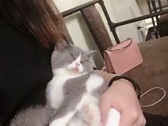 -猫先生桌游