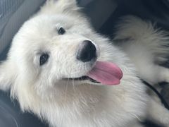 -翊宠yipet猫狗购宠庄园犬舍•猫舍