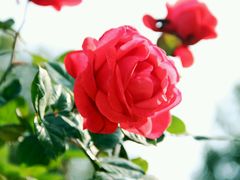 -丹樱生态园