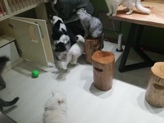 -猫亿天猫咖
