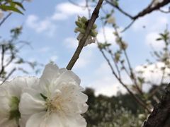 -南国桃园旅游度假区