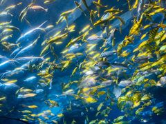 -太平洋海底世界