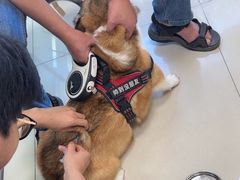 -利又安动物医院··老年病·猫科犬科·中兽医