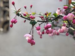 -拙政园