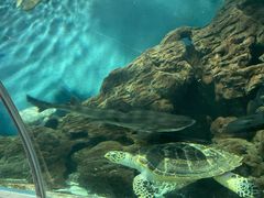 -上海海洋水族馆