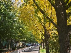 -三里屯东五街银杏大道