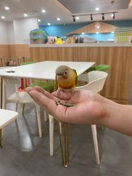 -Moni星球萌宠·小马宝莉·灵蛇·高端高阶全萌宠互动体验俱乐部(红豆国际广场店)