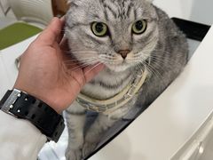 -奈斯宠物医院·核磁CT·异宠专科·内镜(中南店)