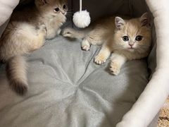 -纳吉亚猫专科动物诊疗中心(蒋宅口分院)