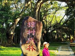 -瑞丽独树成林风景区