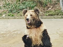 -贵州森林野生动物园