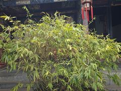-朱家花园