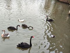 -溱湖国家湿地公园