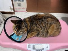 -宠颐生宠物医院·心肾内科·猫专科诊疗中心宠巢店