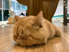 -飞行喵MR PILOT|猫舍·猫咖(静安大融城店)