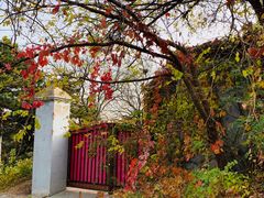 -北京西山国家森林公园