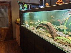 -阿泽料理