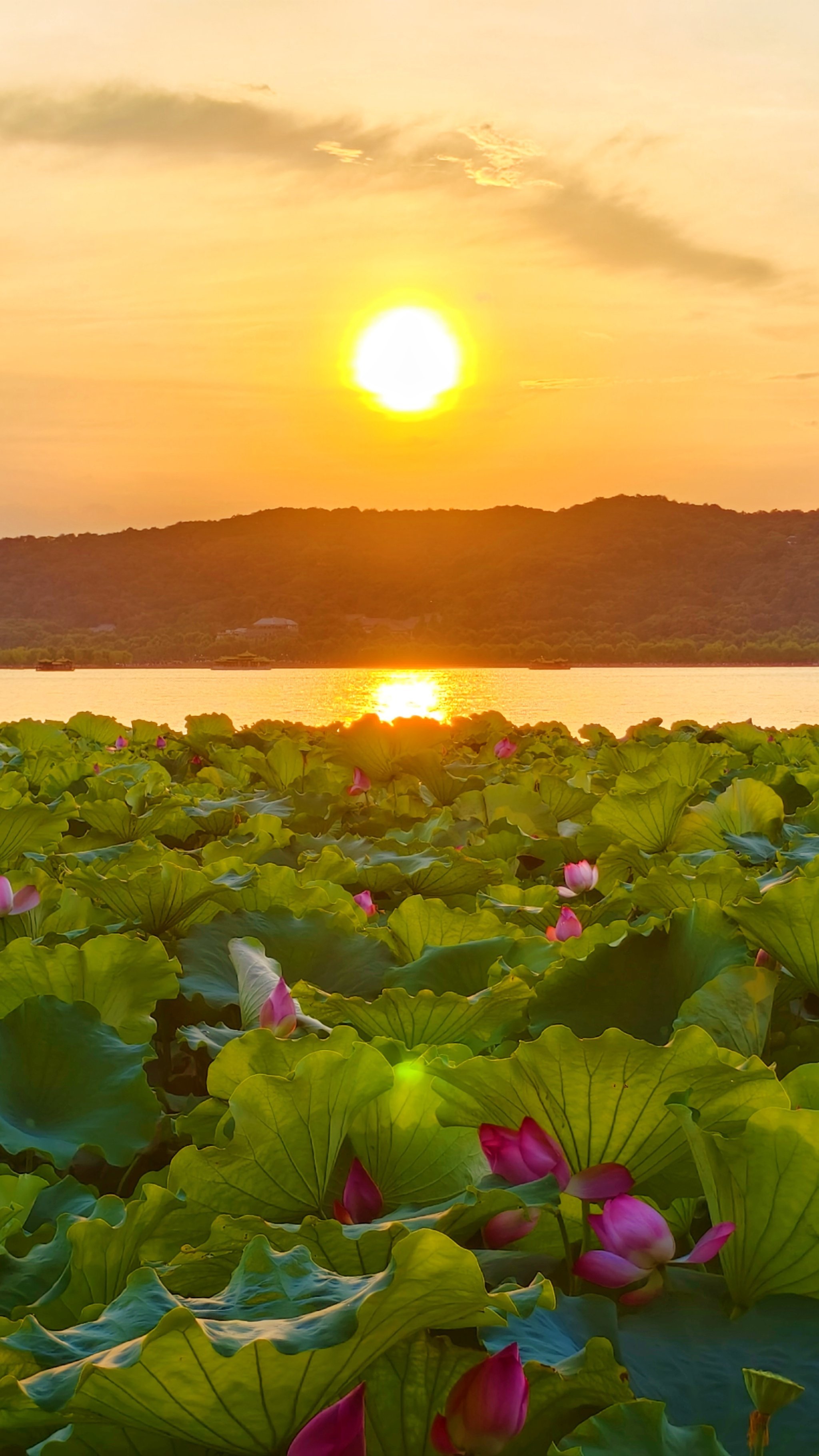 杭州西湖|在集贤亭仿佛进入落日荷花的画里
