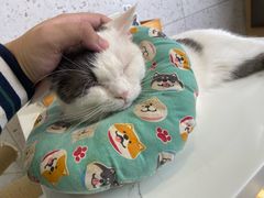 -喵园·猫主题咖啡厅·撸猫·猫咖(国贸店)