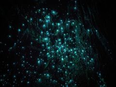 -怀托摩萤火虫洞