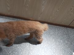 -古乐牛香·鲜牛肉牛杂火锅(新区店)