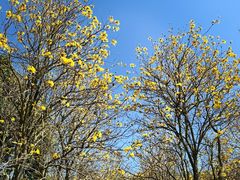 -天适樱花悠乐园