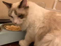 -派多格宠物·购宠(靛厂路店)