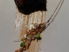 东坡肉-桂满陇-十里风荷(合生汇店)