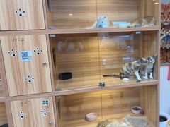 -猫十亿·布偶金渐层·曼基康矮脚猫舍(青年路店)
