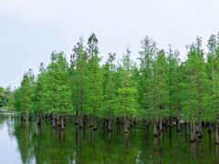 -白鹭湾湿地公园