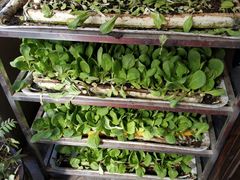 -福照楼汽锅鸡·云南菜(护国路店)