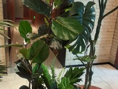 -三猫黑鱼花(南大店)