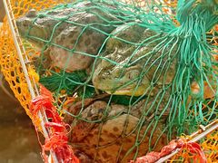 -金三可市井水煮鱼(金碧园店)