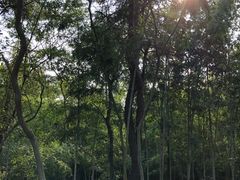 -南京市无想山景区