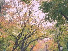 -八大关景区